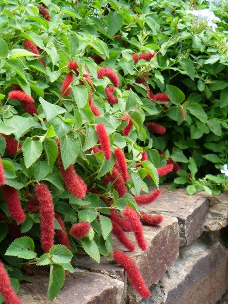 Dwarf Chenille Plant